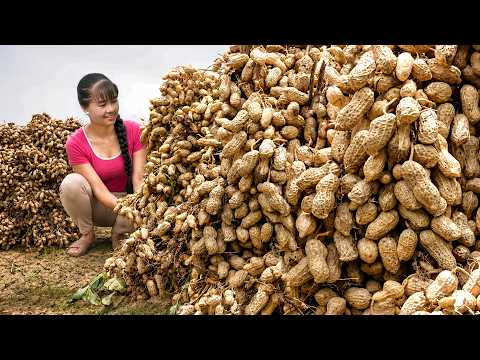 Amazing Peanut Growing & Satisfying Harvest | Sells Them All At Market