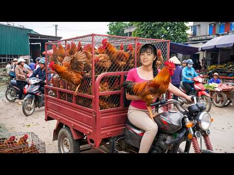 Selling Giant Farm Roosters At Market | Building Iron Mesh Quail Cage