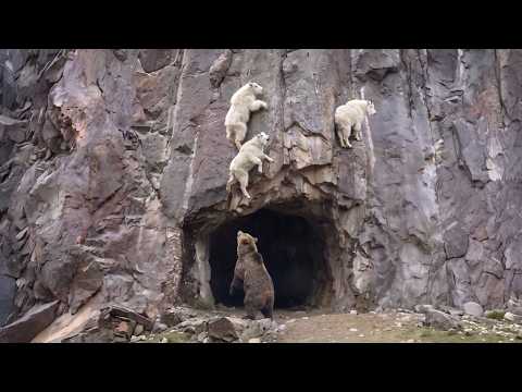 Goat Kicked Another Goat Into A Bears Mouth To Survive