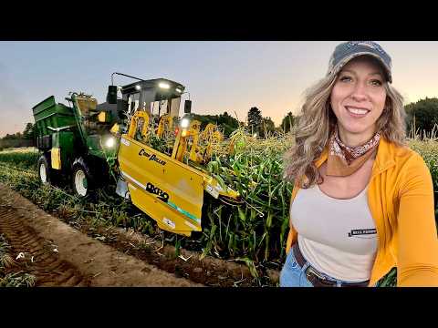 Sweet Corn Harvesting In The Dark