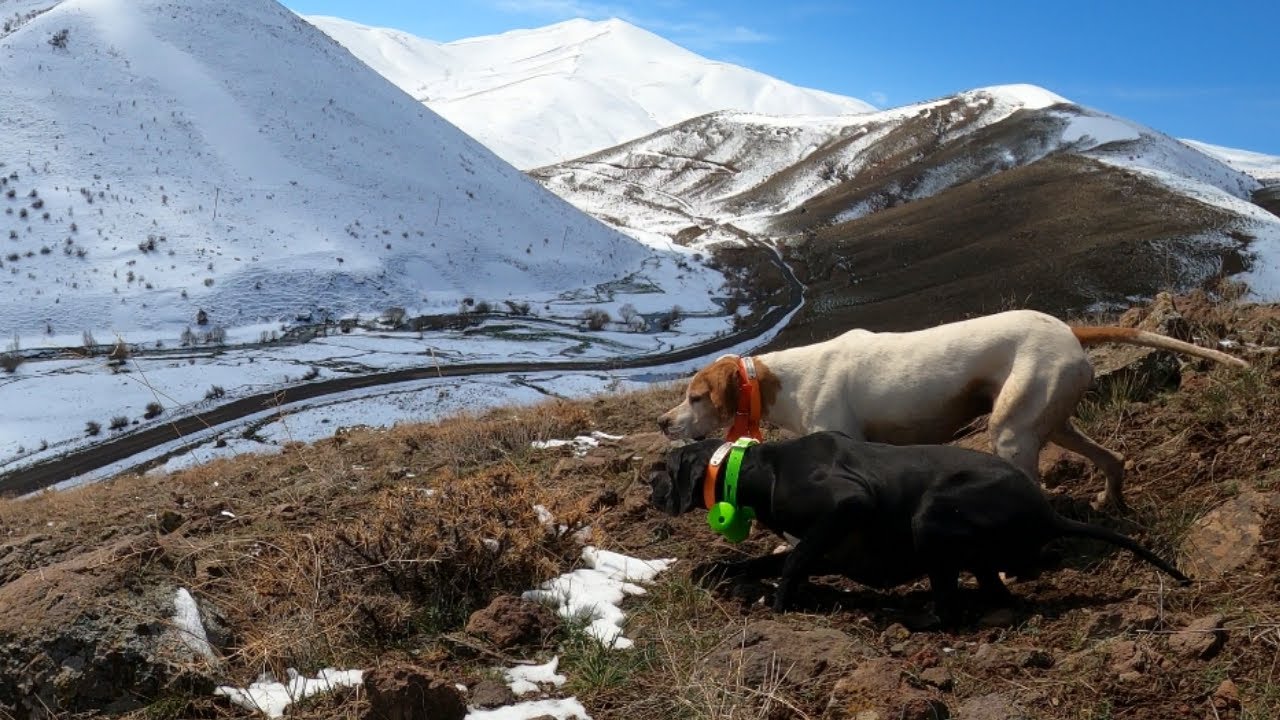 İngiliz Pointerler ile keklik avı. Av köpekleri kınalı kekliğin peşinde.