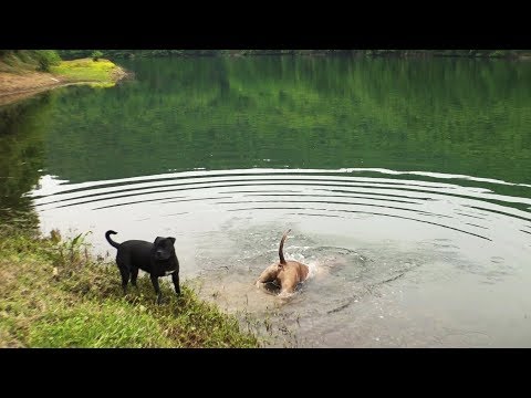 Pitbullar  İle  Balık Avı ve Kamp  (Bölüm II)
