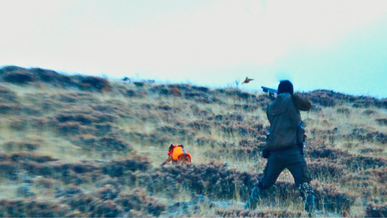 AV KÖPEĞİ İLE TAVŞAN VE KEKLİK AVI🔥Partridge hunt🔥Partridge and rabbit hunts🔥İNGİLİZ POİNTER 🔥