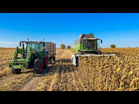 AYÇİÇEĞİ HASADI ve NAKLİYE OPERASYONU: TARLADAN SATIŞA | FENDT 6335C & 314