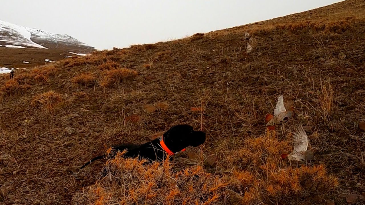 Muhteşem Fermalarda keklik Avı 2021 Tavşan Keklik Avları🔥Partridge Hunt🔥Partridge and rabbit hunts🔥