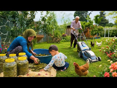Köy Hayatı Salamura Yaprak Hasadı | Kuzu Eti Kalem Sarması Yemeği