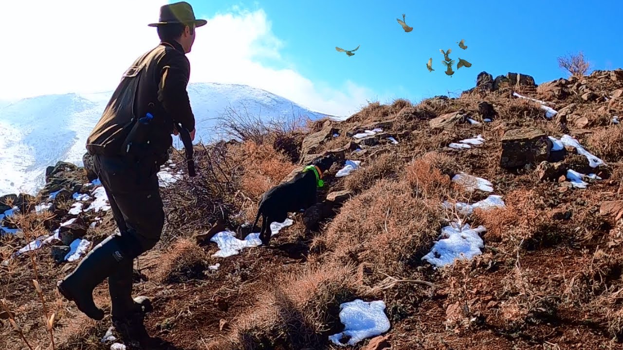 USTALAR İLE KARLI DAĞLARDA MÜKEMMEL KEKLİK VE TAVŞAN AVI,Rabbit Hunt, Partridge Hunt,İNGİLİZ POİNTER