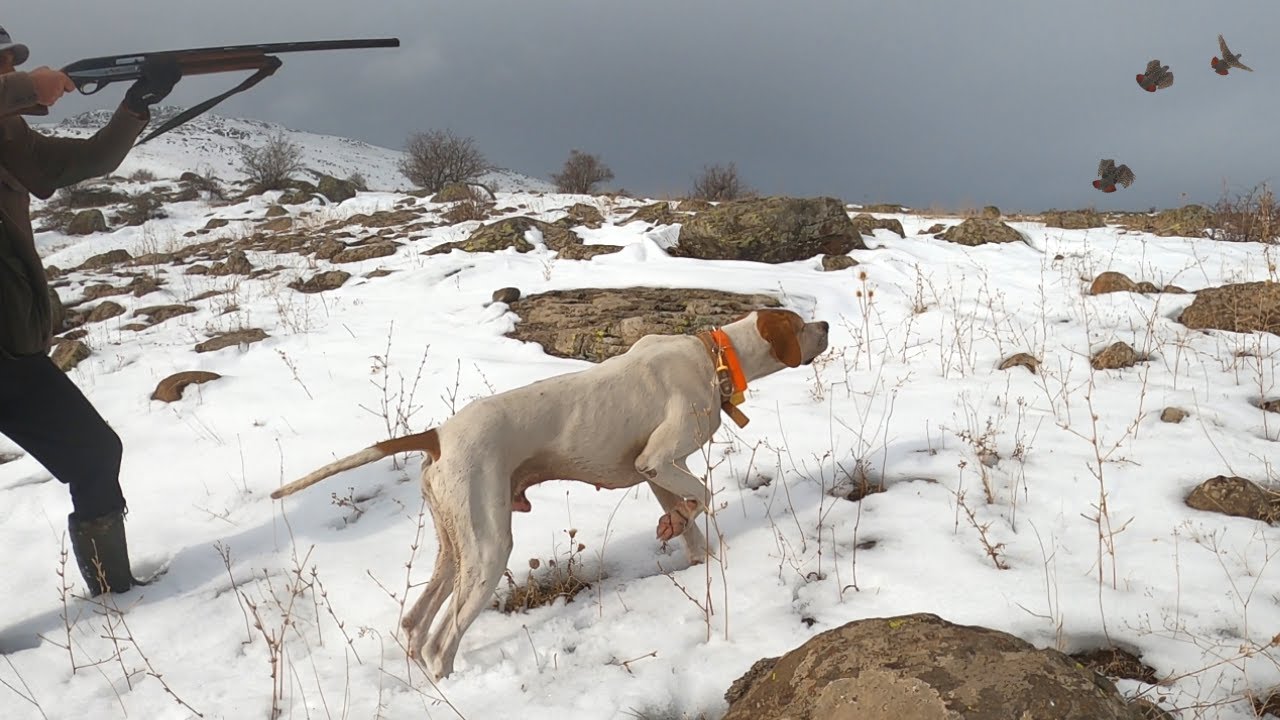 2021 tavşan keklik avları🔥Partridge hunt🔥Partridge and rabbit hunts🔥Chasse à la perdrix et au lapin🔥