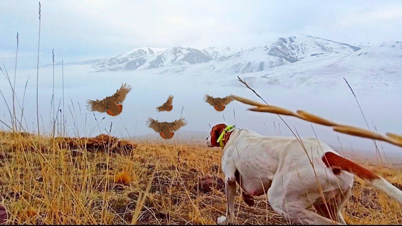 2020 BULUTLAR ÜZERİNDE KEKLİK AVI, PARTRİDGE HUNTİNG ABOVE THECLOUDS