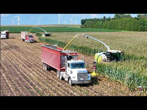 Chopping Corn Silage at Benton Dairy with two Claas 990 Forage Harvesters