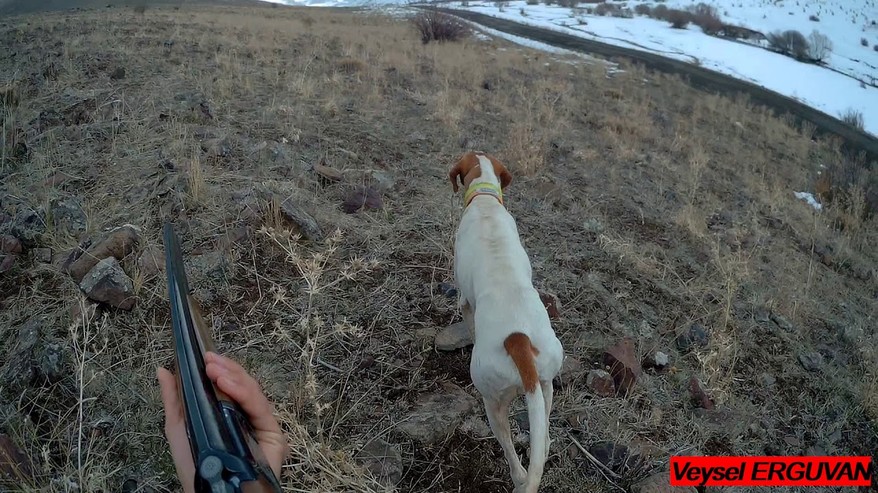 Keklik avı🔥Chasse à la perdrix et au lapin🔥
