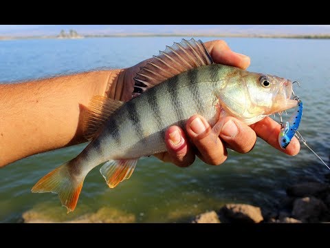 Yok Böyle Bir Bereket / Perch Fishing With Metal Vibration Lure