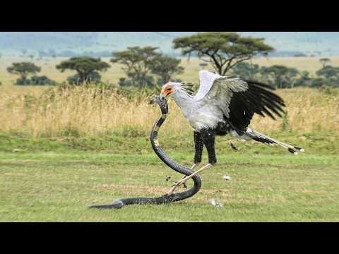 When a Cobra Meets Its Worst Match (You Won’t Believe the Move)