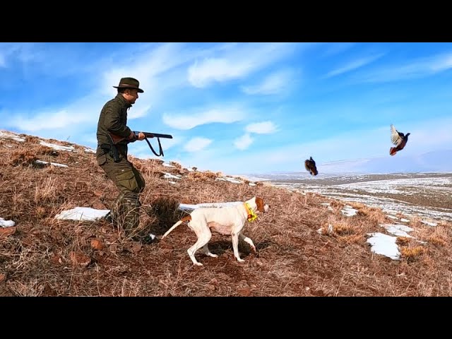 2021 tavşan keklik avları🔥Partridge hunt🔥Partridge and rabbit hunts🔥Chasse à la perdrix et au lapin🔥