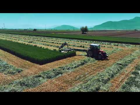 Torbalı Ovası Buğday Biçimi (silajlık)