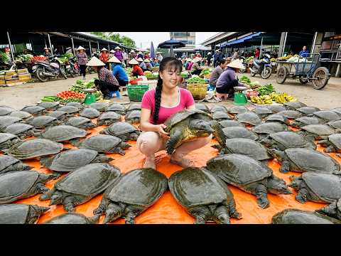 How To Catch Giant Turtles In Rock Crevices For Sale | Buying A New Shirt