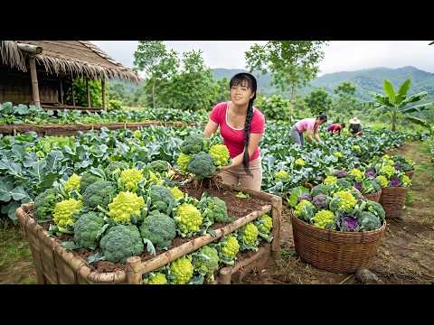 Fresh Green Cauliflower Harvest For Market Sell | Relaxing Country Cooking