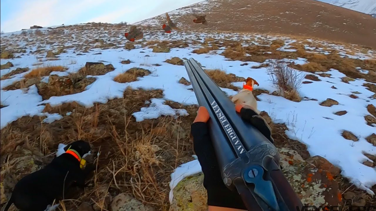 2021 tavşan keklik avları🔥Partridge hunt🔥Partridge and rabbit hunts🔥Chasse à la perdrix et au lapin🔥
