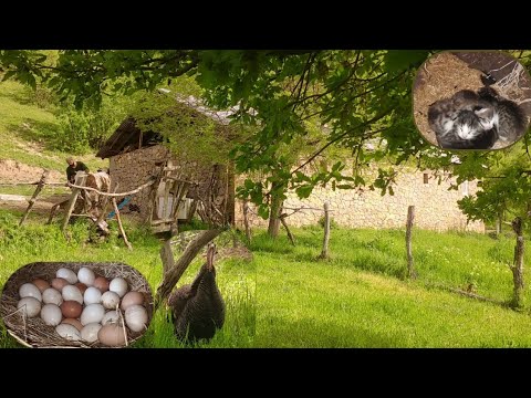 Şehirden uzak bir dağ köyünde mutlu yaşam. Happy life in mountain village#villagelife#documentary