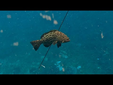 Finding New Spots! | Spearfishing Trinidad's Far Offshore Reefs & Yellow Jack Ceviche