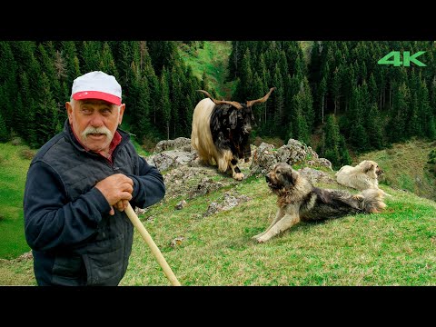 Küçük Ağa'nın Yayla Göçü - Bölüm 2 | Belgesel Film