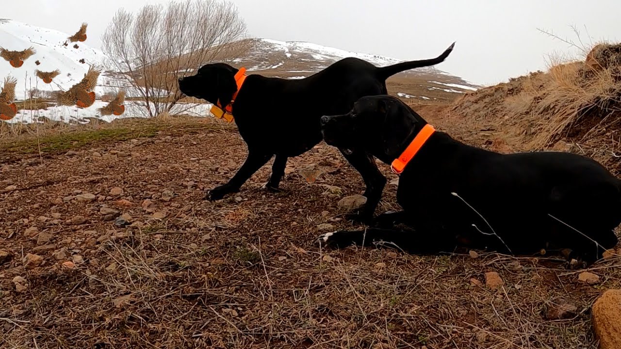 2020 Mükemmel bir keklik avı🔥Partridge hunt🔥Partridge and rabbit hunts🔥ingliz pointer keklik avı