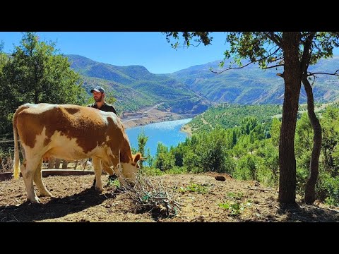 Güzel bir dağ köyünde yaşayan adamın mutlu ve zorlu yaşamı.Peaceful life in a beautiful mountain#köy