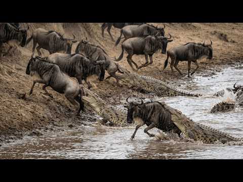 Wildebeest Face Instant Doom in a Crocodile Riverbank Trap