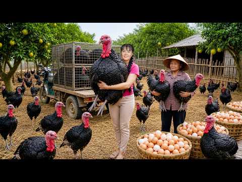 Harvesting Lots Of Big Turkeys | Bringing Farm Poultry To The Village Market