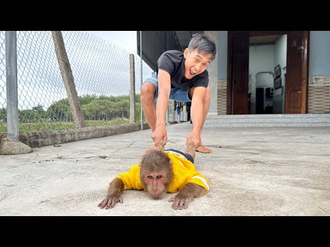 Super funny! CUTIS's recklessness when sick makes
