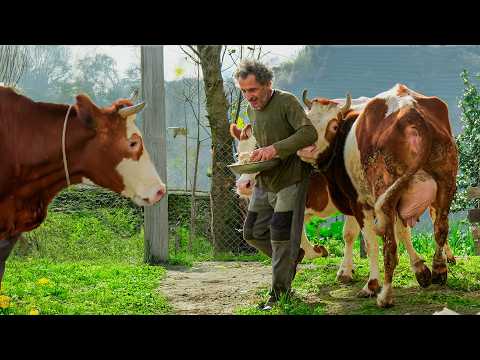 Köydeki Mutlu Hayat - Arpa Hasılı Mucizesi @RECEPKAYA53  Belgesel Film