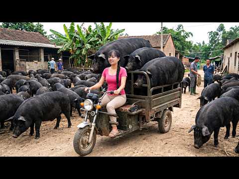 90KG Pigs in Just 5 Months | Inside Our High Production Farm