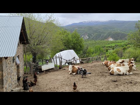 Gerçek Sevgi Bu: Hayvanlarıma Sırtımı Dayadım, Mutluluğu Buldum.