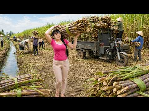 Harvesting Sugarcane | Tiny 3-Wheeled Truck Carries Huge Load To Market Sell