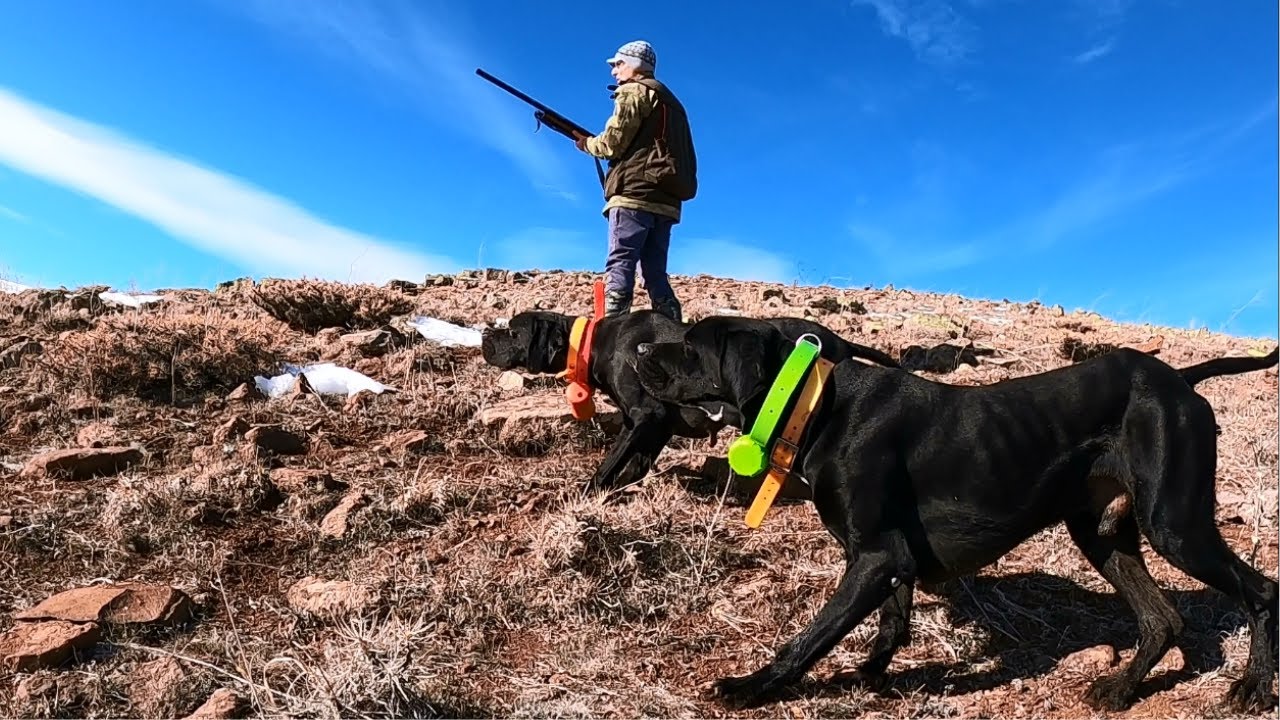 Karlı zirvelerde av köpekleri ile keklik ve tavşan avı, muhteşem av sahneleri,rabbit hunting, winter